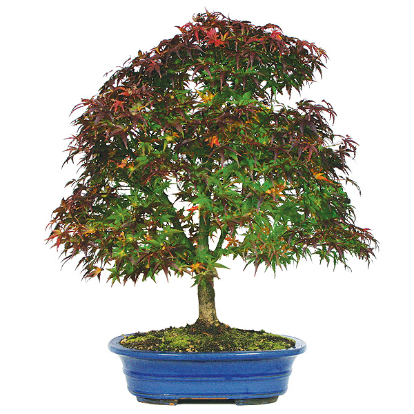 How to Grow and Care for Japanese Maple Bonsai