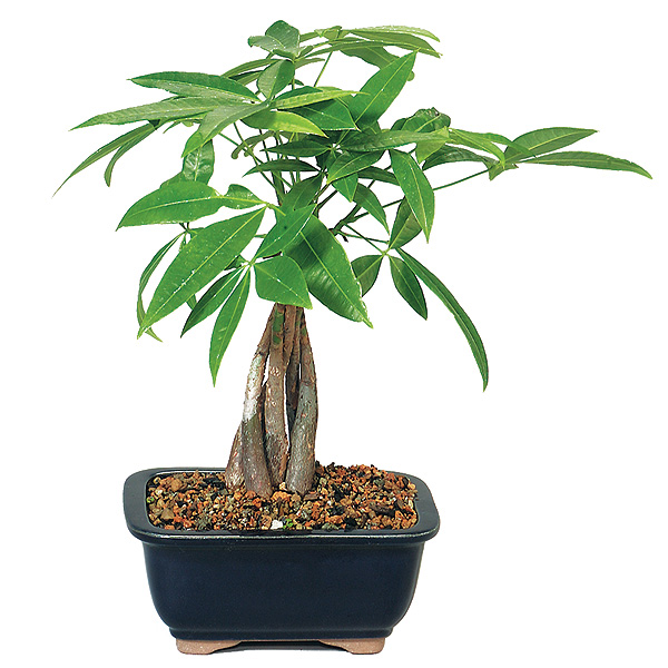 fortune tree plant